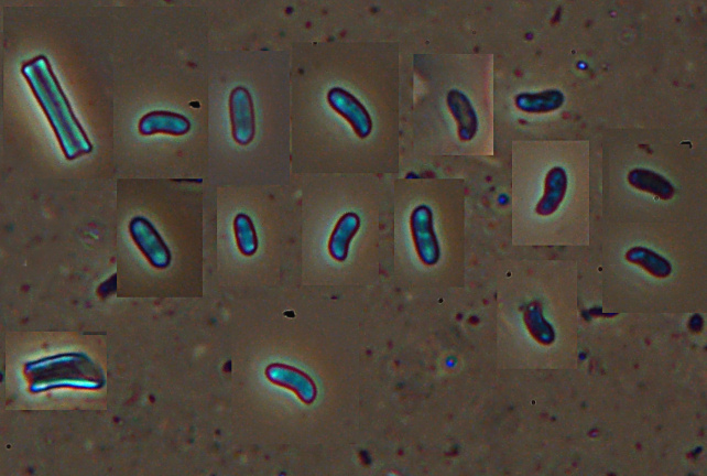 Lignicolo da determinare (Irpex lacteus)